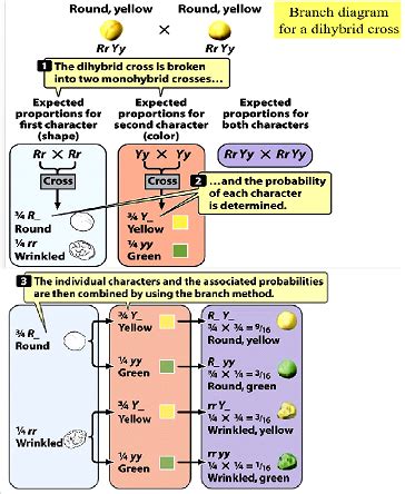 Chapter 3 genetics Flashcards .